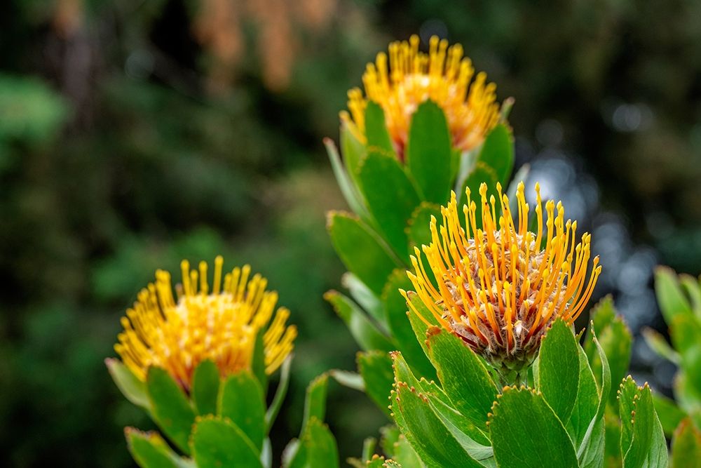 Pincushion flower